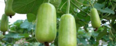 瓠瓜高产种植技术，附栽培种类