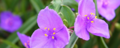 紫露草的养殖方法，附紫露草的生长习性和繁殖方法