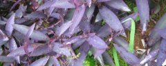 紫鸭跖草的种植方法，选择优质的枝条在春天扦插
