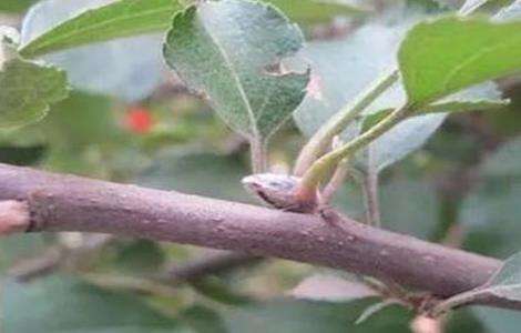 苹果花芽分化期管理技术