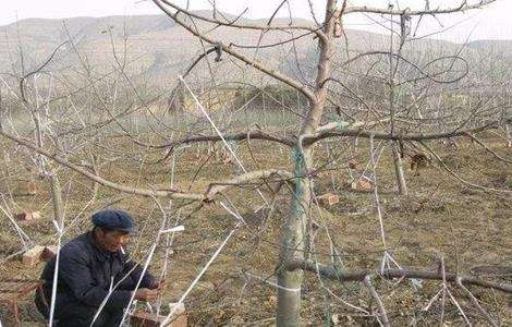 苹果树拉枝 有哪些作用