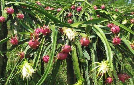 夏季火龙果落花落果预防措施