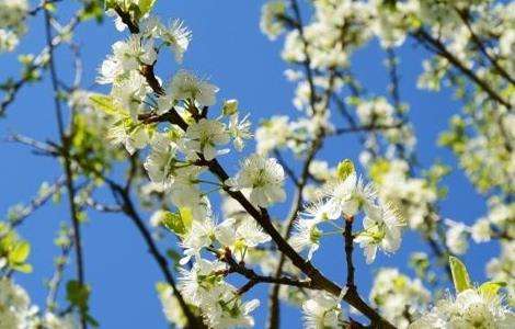 苹果树 花期 管理要点