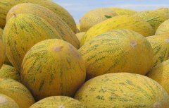哈密瓜的常见品种
