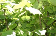 榛子树种植条件