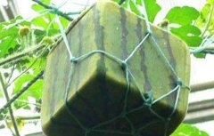 方形西瓜怎么种？