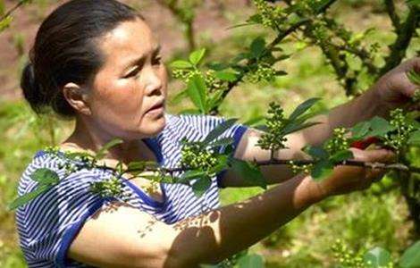 夏季花椒树 怎样修剪