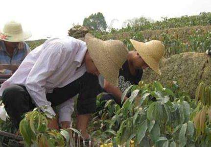 荔枝种苗高效繁殖技术