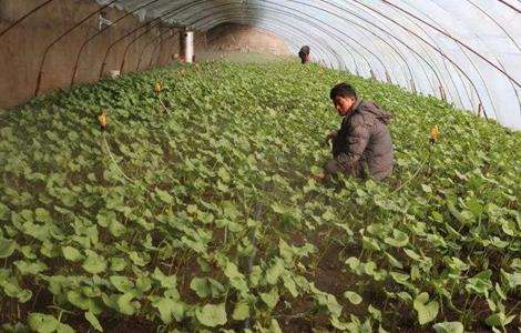 野菜种植前景 野菜种植 野菜