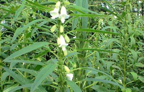 芝麻种植时间