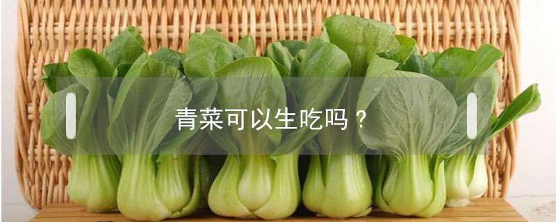 青菜可以生吃吗?