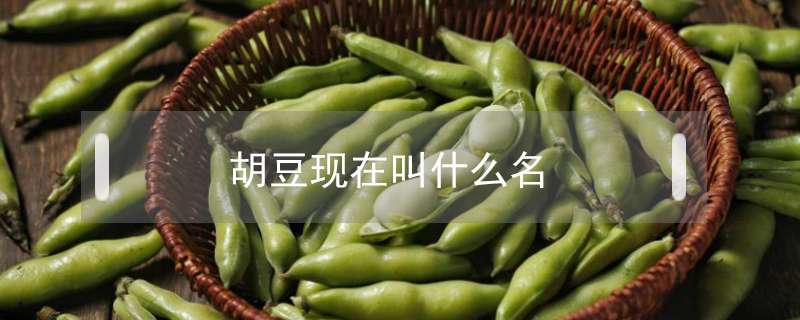 胡豆现在叫什么名