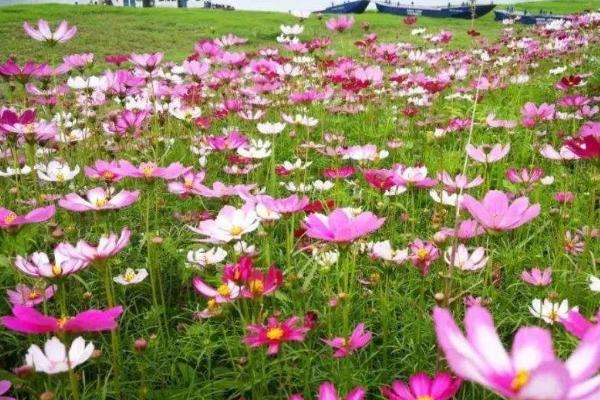 种植1亩格桑花种子成本要多少，附种植技术