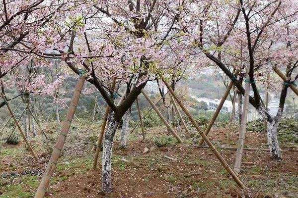 樱花病虫害症状与防治