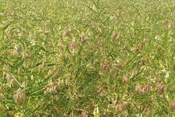 鹰嘴豆种植时间和方法