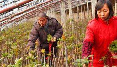 香椿大棚种植技术要点