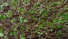 西芹种子怎样发芽，如何提高西芹的发芽率