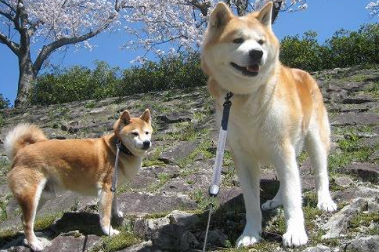 秋田犬怎么训练不乱吃东西