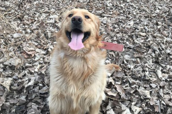 三个月金毛怎么训练，4招教你学会训练金毛幼犬