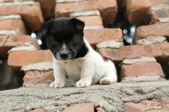 土狗幼犬最明显的特征