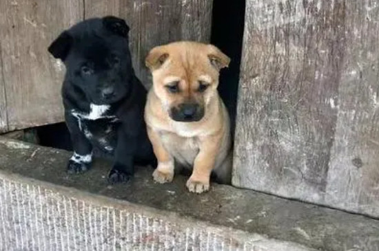 土狗幼犬最明显的特征