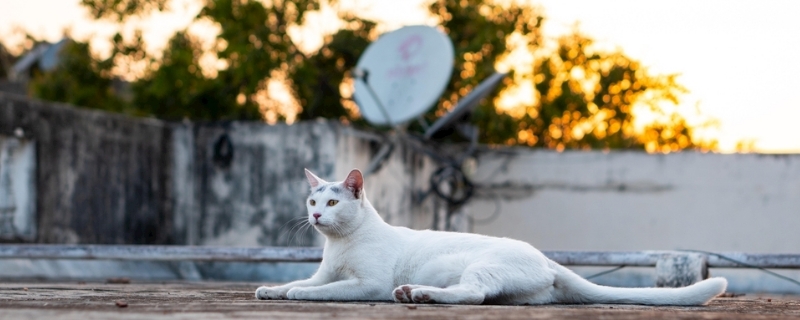 猫咪寂寞的表现