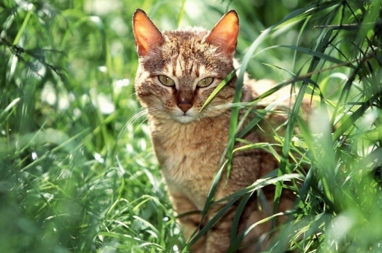 野猫冬天会不会冻死