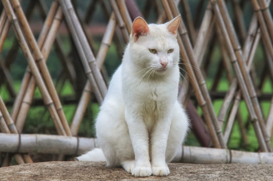 公母猫怎么区分