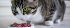 猫咪能吃生肉吗
