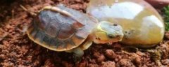 乌龟不吃东西可以活多久