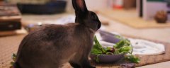 兔子爱吃什么?