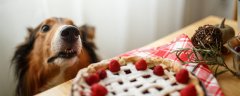 狗可以吃糖果吗