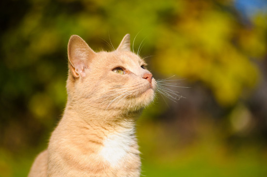 猫能不能吃米饭