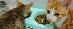 一个月小猫吃什么食物