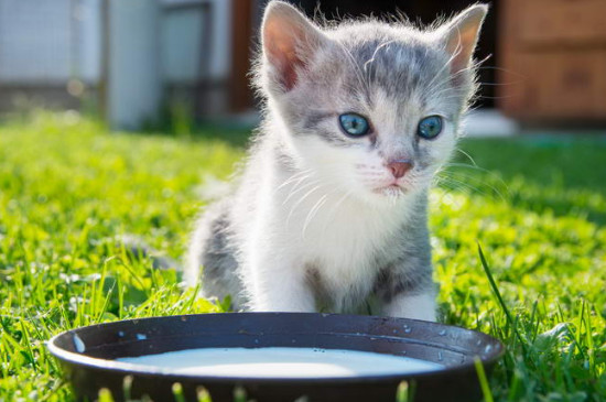 猫能吃奶酪棒么