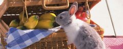 兔子可以吃橘子吗