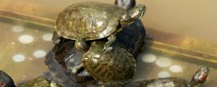 乌龟养殖方法和注意事项