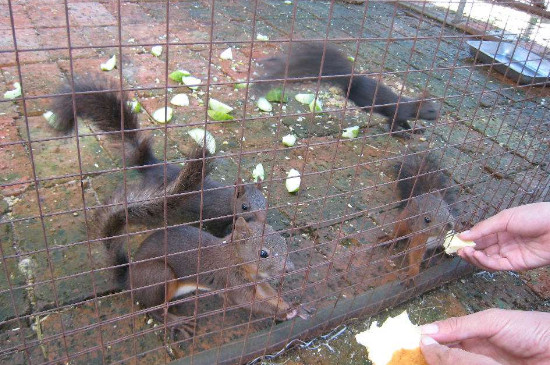 魔王松鼠幼崽喂食方法