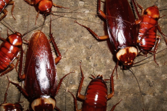 家里很多小蟑螂怎么办，消灭驱除蟑螂的方法